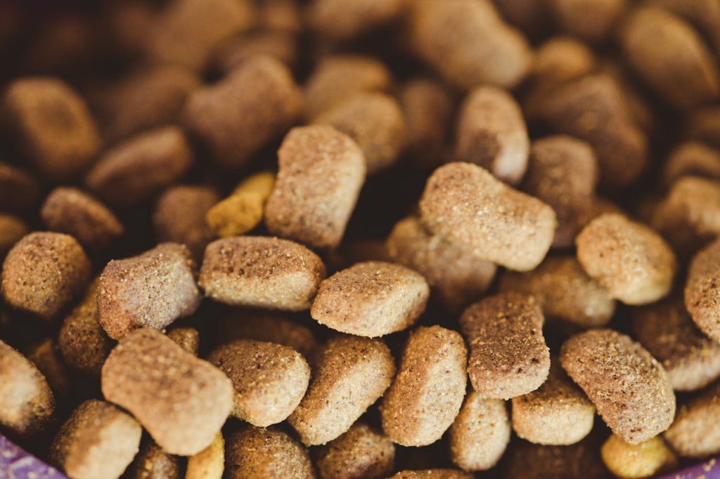 Toeletta per cani a Teramo